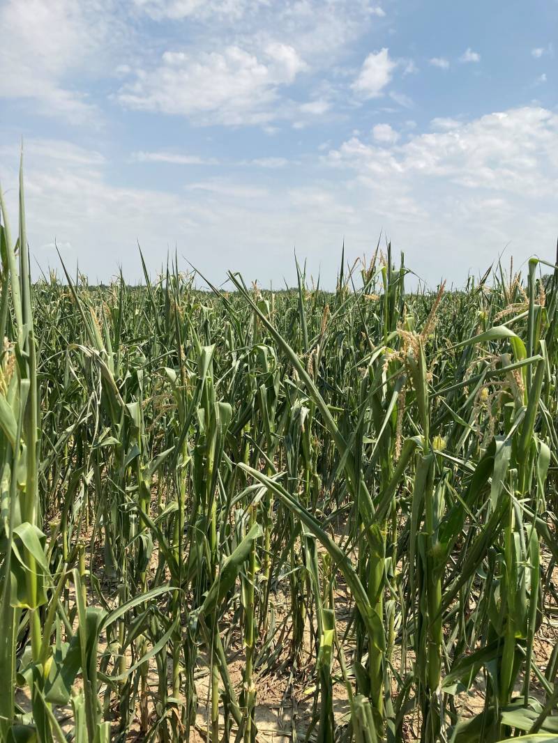 Kukorica-jég után_1.jpg